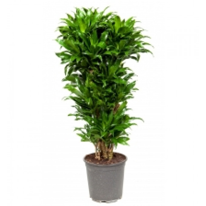 Драцена Компакта Драцена Компакта