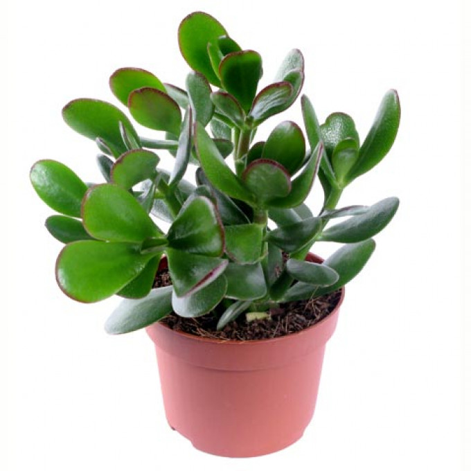 Красула (Денежное дерево) Красула (Денежное дерево)