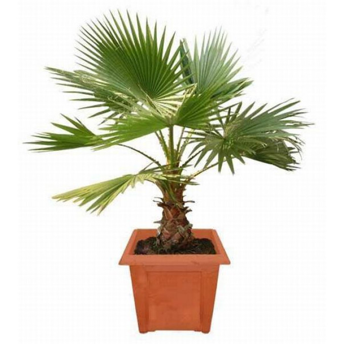 Пальма Вашингтония