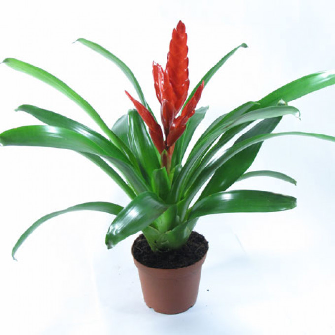 Цветок Вриезия Цветок Вриезия