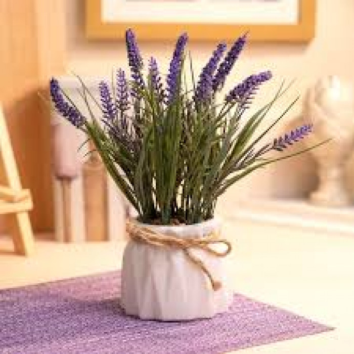 Лаванда в Есиле