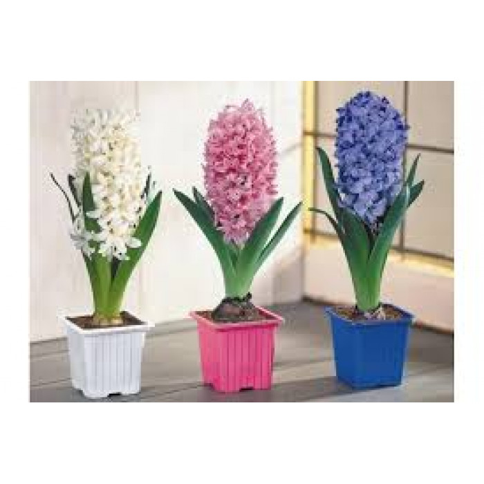 Гиацинты в Есиле