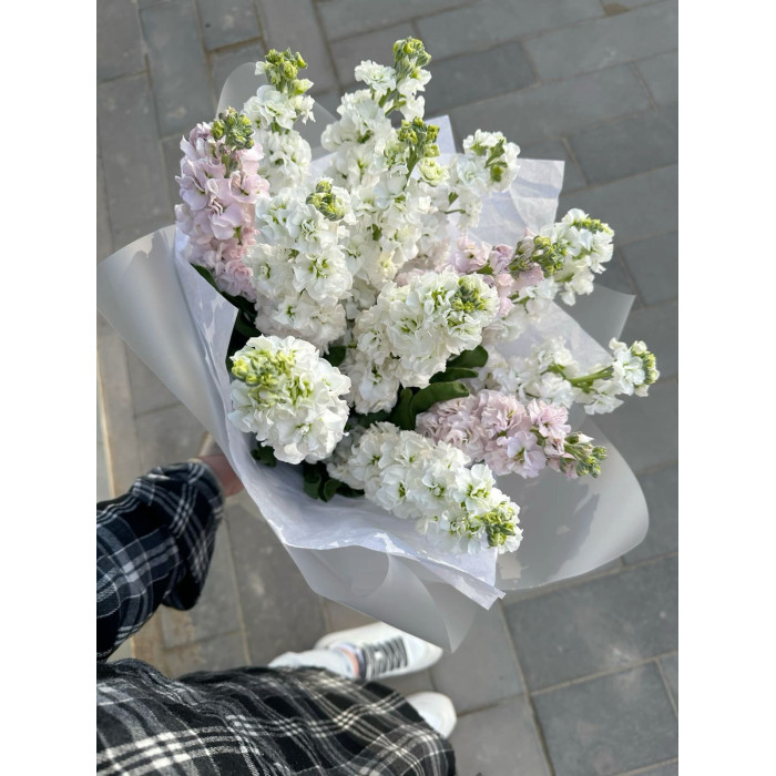 Маттиола в Есиле