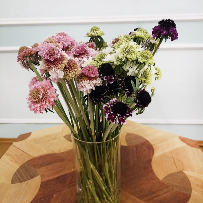 Скобиоза в Есиле