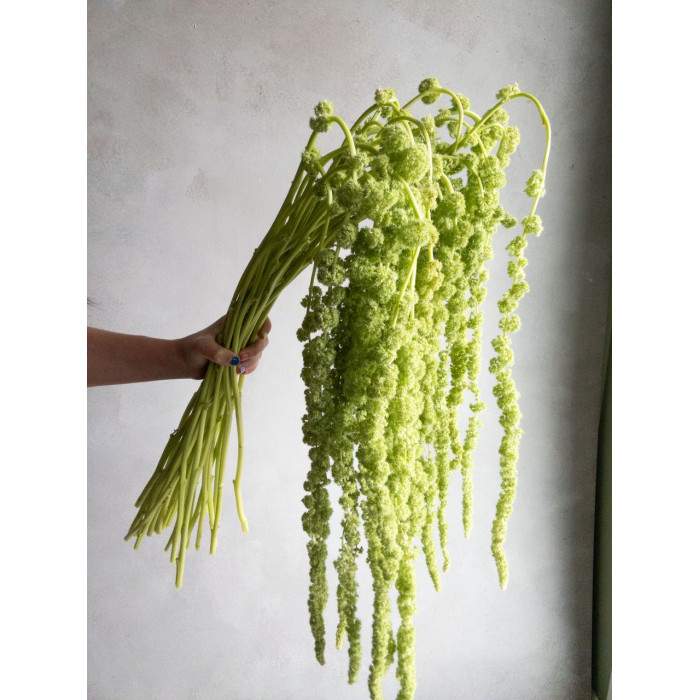 Амарантус в Есиле