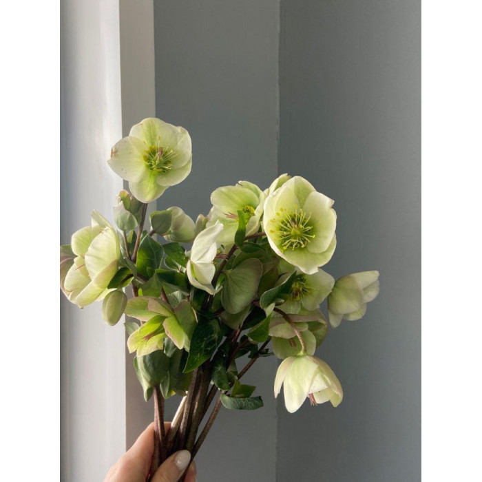 Хелеборус в Есиле