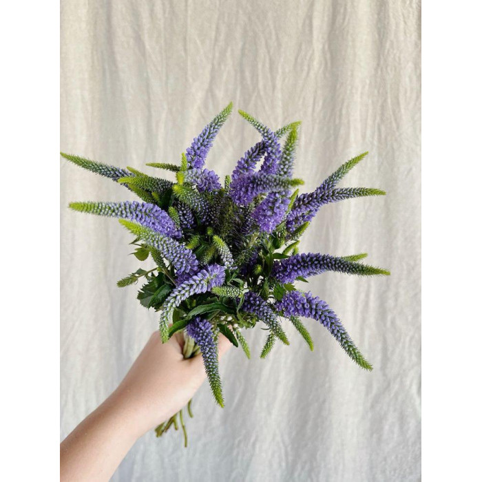 Вероника в Есиле