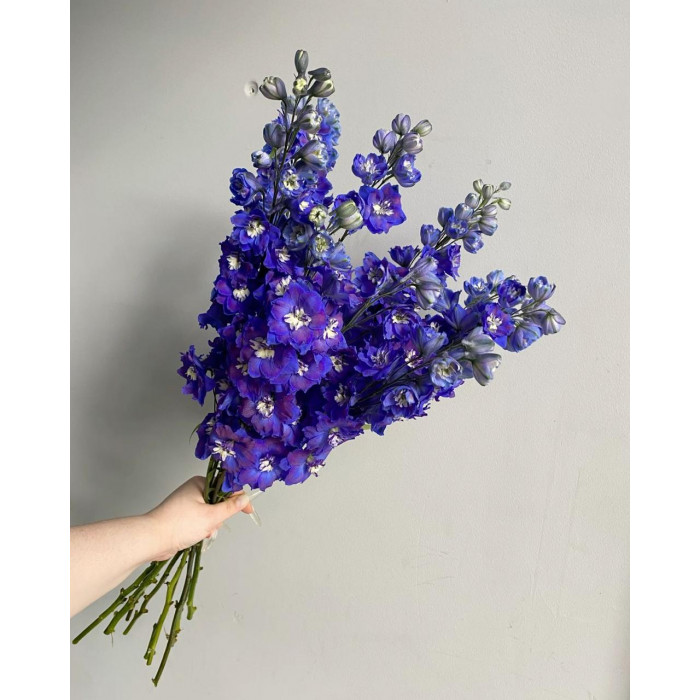 Делфиниум в Есиле