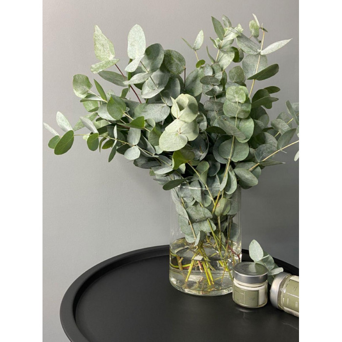 Эвкалипт в Есиле