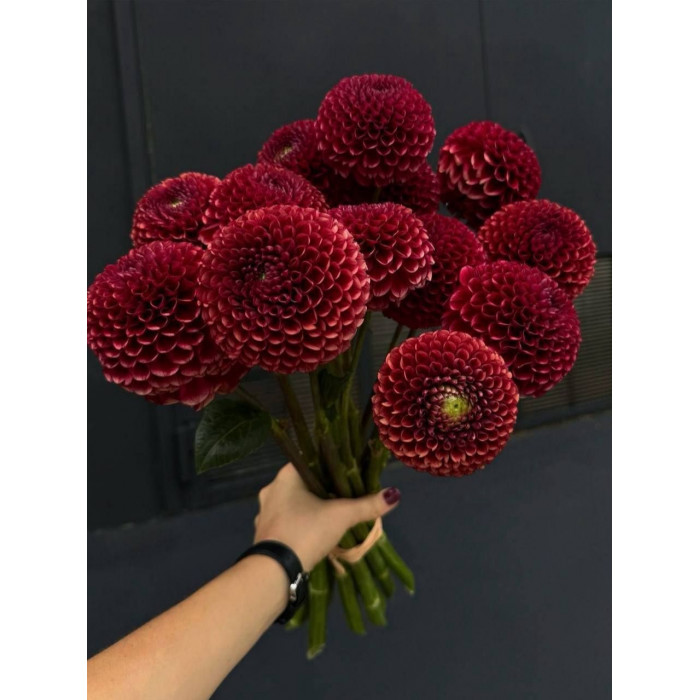 Георгины в Есиле