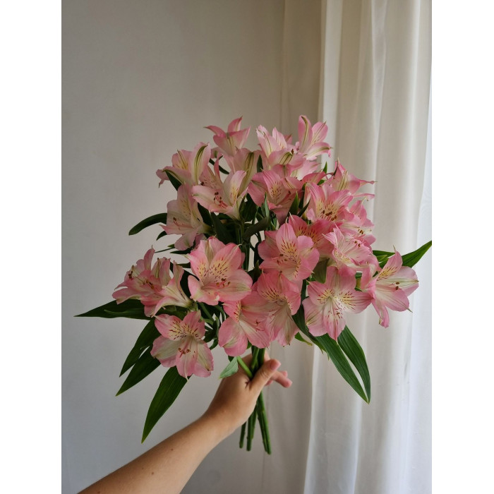 Альпиния в Есиле