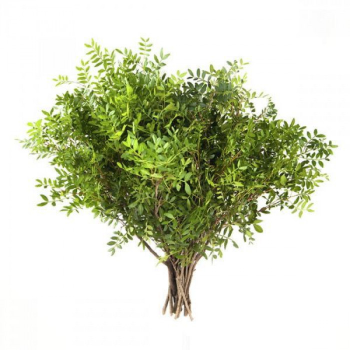 Писташ в Есиле