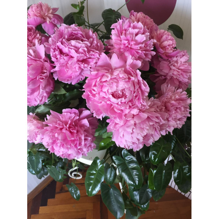 Пион древовидный в Есиле