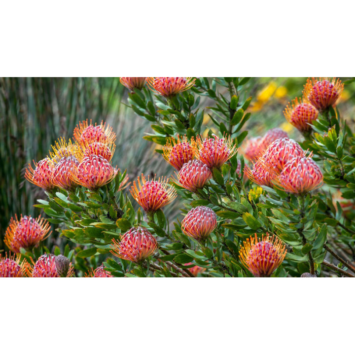 Леукоспермум в Есиле