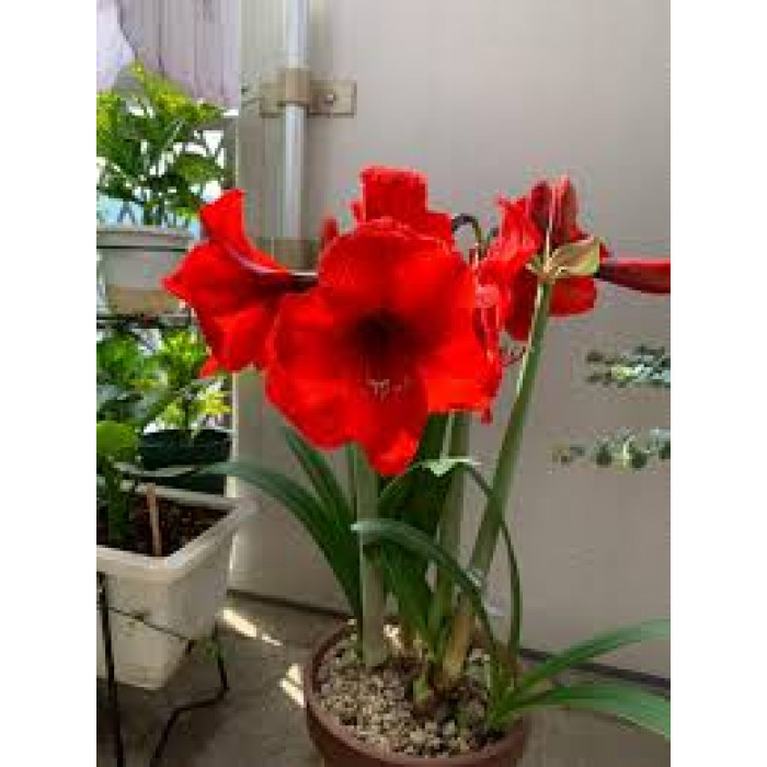 Амариллис в Есиле