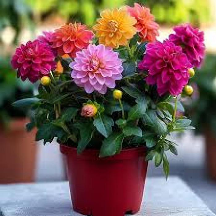 Георгины в Есиле