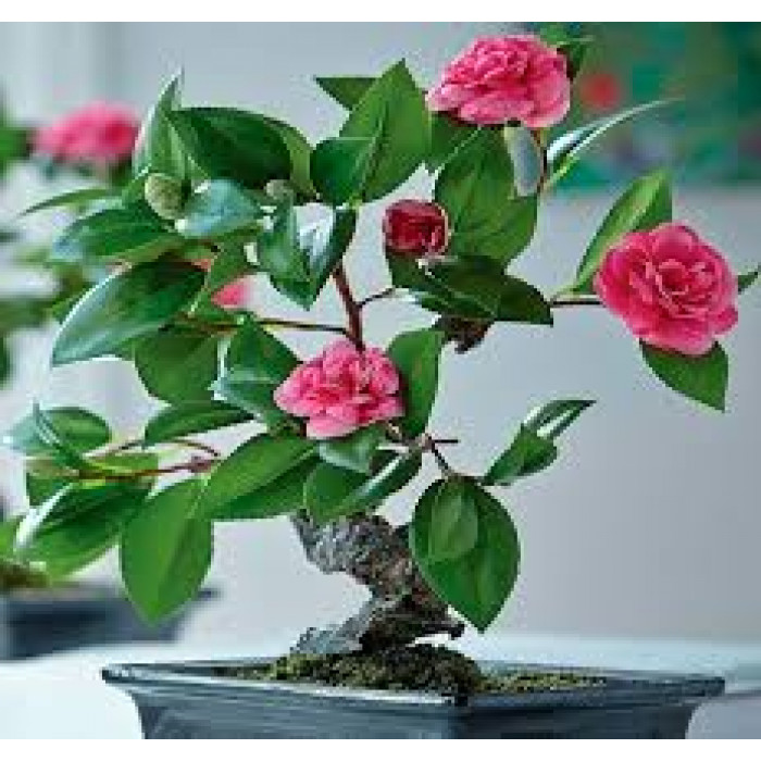 Камелия в Есиле