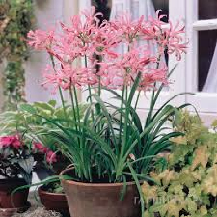 Нерине в Есиле