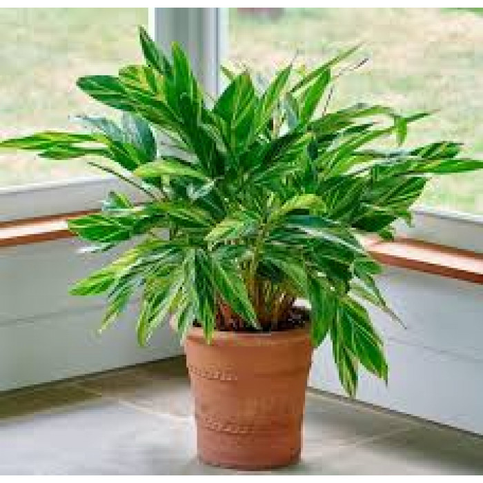 Альпиния в Есиле