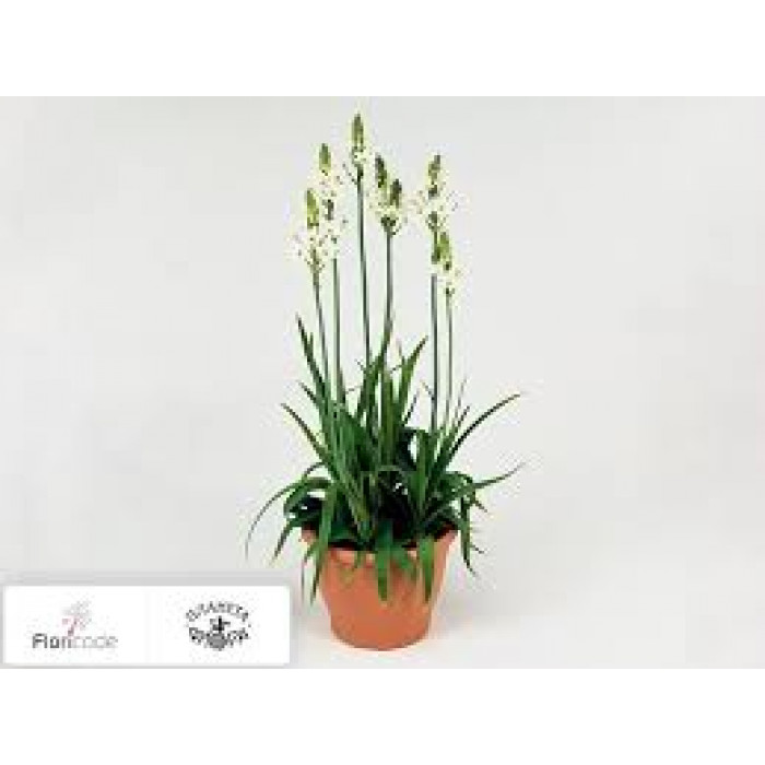 Орнитогалум в Есиле