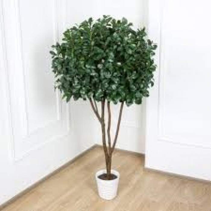 Рускус в Есиле